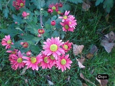Blume 48 (spx)